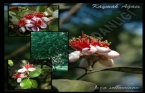 Feijoa sellowiana - Kaymak ağacı 