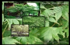 Acer Palmatum - Japon Akçaağacı 