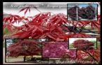 Acer Palmatum - Kırmızı Yapraklı Akçaağaç 