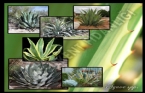 Agave Spp 