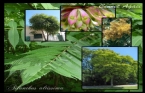 Ailanthus Altissima - Cennet Ağacı 