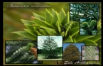 Araucaria Araucana - ili Arokaryas 