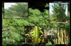 Bambusa Phyllostachys - Bambu 