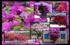 Bougainvillea Spp - Begonvil 