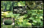 Buxus Macrophylla Rotundifolia - Şimşir 