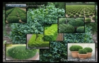 Buxus Sempervirens - Osmanl imiri 