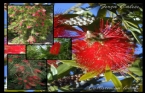 Callistemon Leavis - Fra als 