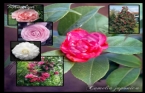 Camellia Japonica - Kamelya 