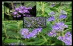 Caryopteris Spp - Sakal Çiçeği 