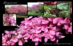 Cercis Siliquastrum - Erguvan 