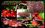 Chaenomeles Japonica - Japon Ayvas 