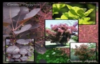 Cotinus Coggygria - Duman Aac 