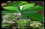 Fatsia Japonica - Aralya 