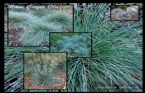 Festuca Glauca - Mavi ayr Otu 