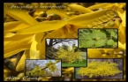 Forsythia Giraldiana - Altn ana 