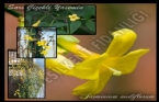 Jasminum Nudiflorum - Sarı Çiçekli Yasemin 