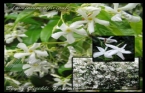 Jasminum Officinale - Beyaz iekli Yasemin 