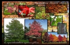 Liquidambar Styraciflua - Amerikan Sla Aac 