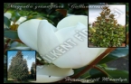 Magnolia Grandiflora 'gallisoniensis' - HerdemYeşil Manolya 