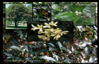 OSMANTUS - OSMANTHUS FRAGRANS 