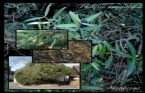 Akçakesme - Phillyrea angustifolia 