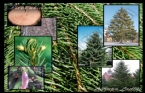Picea abies (Avrupa Ladini) 