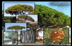 Fıstık çamı - Pinus pinea 