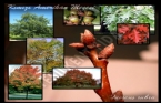 Kırmızı Amerikan Meşesi - Quercus Rubra  