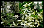 Herdem Yeşil Yasemin - Rhyncospermum jasminoides 
