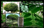 Top Akasya Ağacı - Robinia Pseudoacacia Umbraculifera 