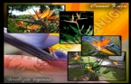 Cennet Kuu - Turnagagas / Starlie (Strelitzia regina) 