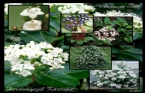 Viburnum tinus (Defne yapraklı beyaz çiçekli herdem yeşil kartopu,Kış kartopu)  