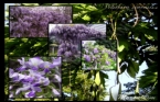 in mor salkm - Wisteria sinensis 