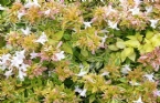 Abelia x grandiflora 'Kaliedoscope' 